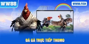 Đá gà trực tiếp Thomo