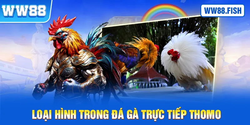 Các loại hình trong đá gà trực tiếp Thomo