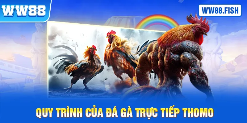 Quy trình của đá gà trực tiếp Thomo