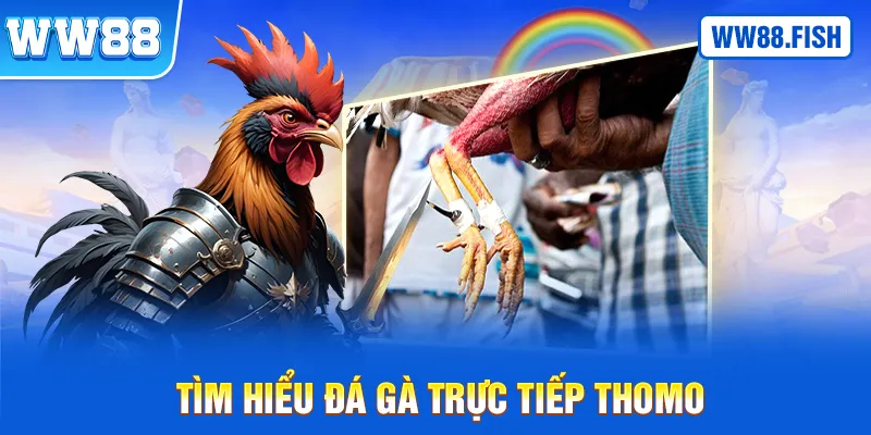 Tìm hiểu về đá gà trực tiếp Thomo