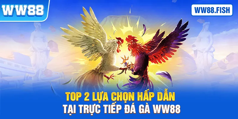 2 sự lựa chọn khi xem trực tiếp đá gà WW88