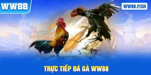 Trực tiếp đá gà WW88